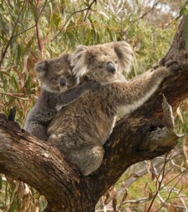 Koala Habitat Drone Survey - DRONELIFE